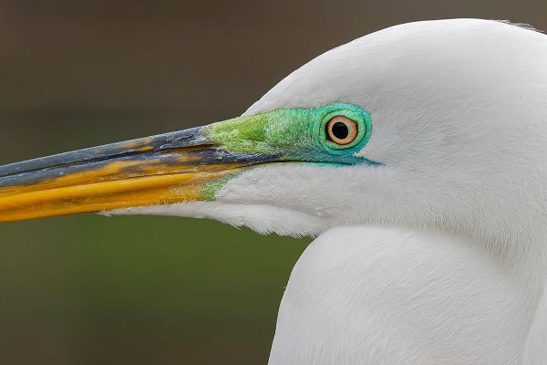 Jones, Adam 아티스트의 Male Great egret in breeding plumage-Merritt Island National Wildlife Refuge-Florida작품입니다.